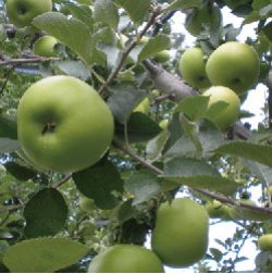 画像2: ブラムリー〈青リンゴ〉ジャム(140g)